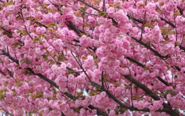 Цвітіння сакури у Львові 2026: де шукати найкрасивіші локації для фото