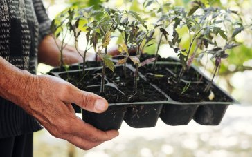 Посів помідорів на розсаду: коли сіяти томати у 2026 році, щоб отримати багатий урожай