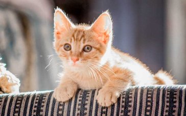 Не лише цитрусові: які запахи не люблять коти та чому вони можуть викликати стрес