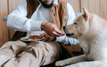 Які продукти не можна давати собакам і котам