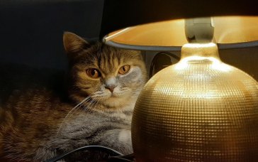 Як підготуватися до відключень світла: список необхідних речей