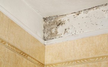 Як позбутися цвілі в будинку: ефективні способи та поради