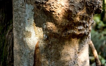 Сезон березового соку: правила збору та які штрафи загрожують українцям