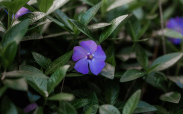 Як позбутися бур’янів без прополювання: працює краще за хімію