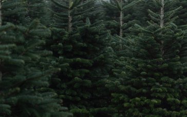 Друге життя ялинки після свят: де у Львові можна здати дерево