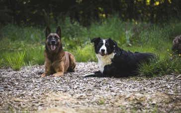 Собаки, які створюють проблеми: популярні породи з непростим характером