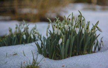 Весна без стресу: як підготуватися до зміни погоди та світлового дня