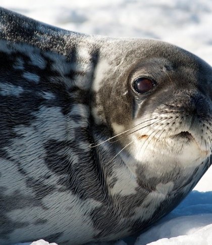 Українські вчені в Антарктиді досліджують "мову" тюленів Веделла