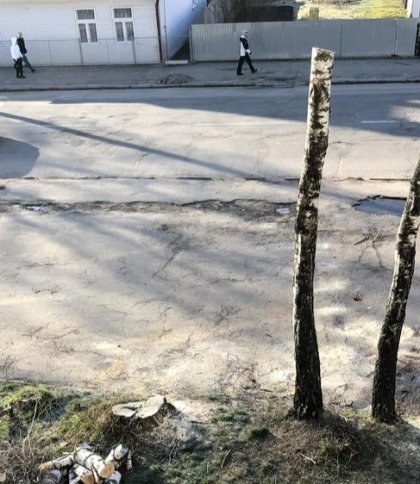 «Варварська» робота: у Дрогобичі ОСББ найняло людину, яка знищила два дерева