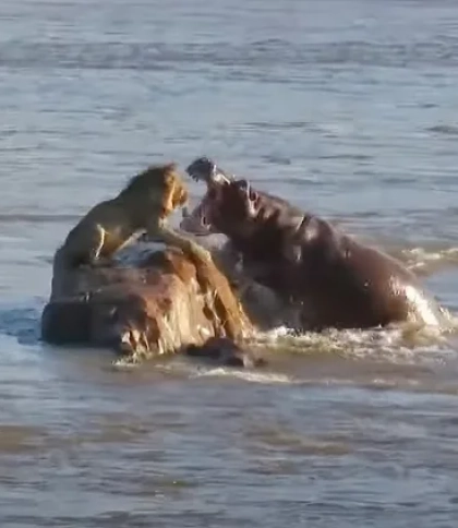 Бегемоти напали на лева у бурхливій річці: знято унікальне відео