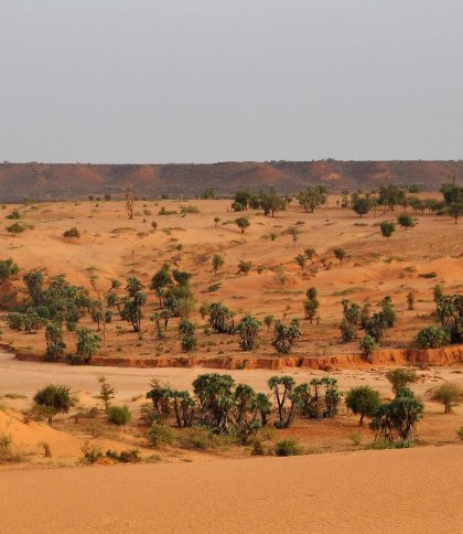 Панорамний вид з вершини дюнина захід від столиці Нігеру Ніамея