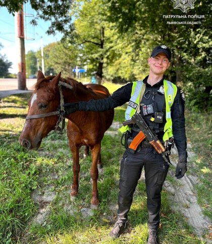 Кінь, якого патрульна поліція Львівщини повернула власнику