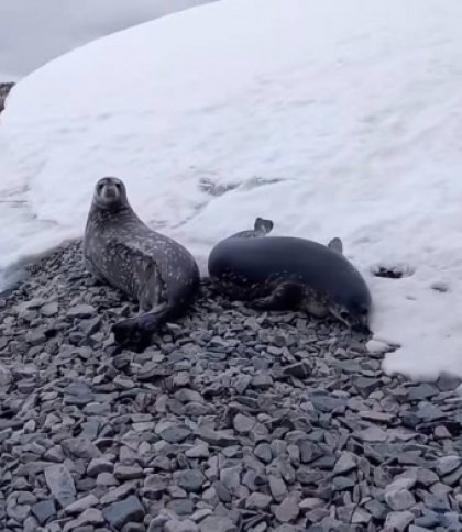Львівський вчений показав тюленів, які мешкають поблизу науковців на станції «Академік Вернадський»