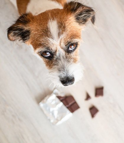 Під час Великодня кількість випадків отруєння собак шоколадом збільшується на 123%: наскільки це небезпечно