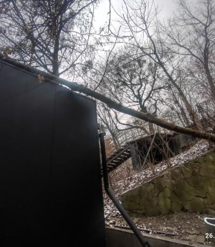 У Львові на Стрийській дерево впало на магазин (фото)
