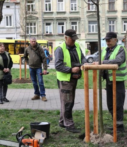 У Львові висадять понад 600 дерев від благодійників