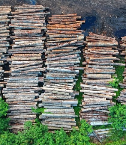 Вирубували заповідник та ліс: на Сколівщині п’ять злочинців завдали державі шкоди на майже 4 млн грн