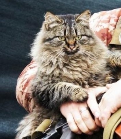 Собаки, їжаки та котики: військові показали тваринок на передовій