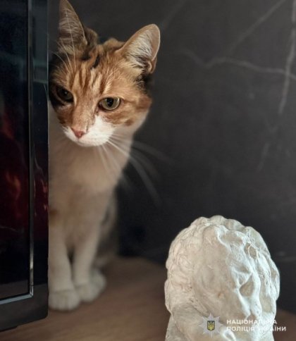 У Львові поліцейські розшукали викрадача кота