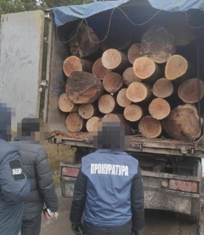Вирубали лісу на майже 4 млн грн: у Львові судитимуть членів злочинної групи