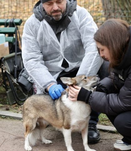 У Брюховичах безплатно вакцинуватимуть собак та котів від сказу