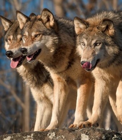 Біля села на Львівщині прикордонники помітили зграю вовків