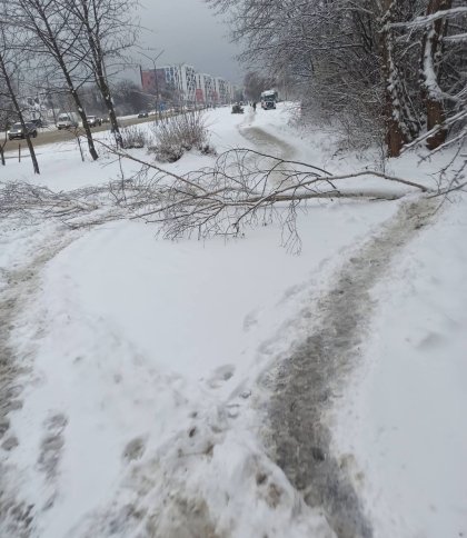 Повалене дерево на вулиці Пасічній у Львові