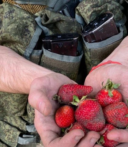 50 грн за годину: на Херсонщині окупанти просяться до місцевих збирати полуницю