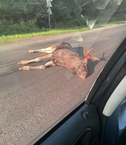 На Львівщині суд виправдав водія, який збив на трасі лося