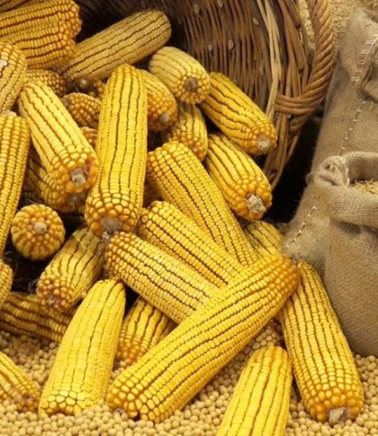 У Лівані відмовилися від української кукурудзи
