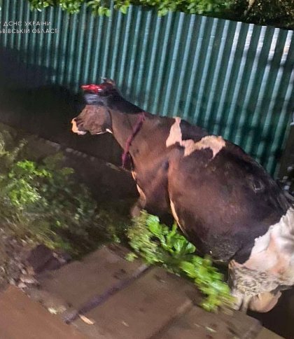 На Самбірщині корова бігла через міст та впала у канаву