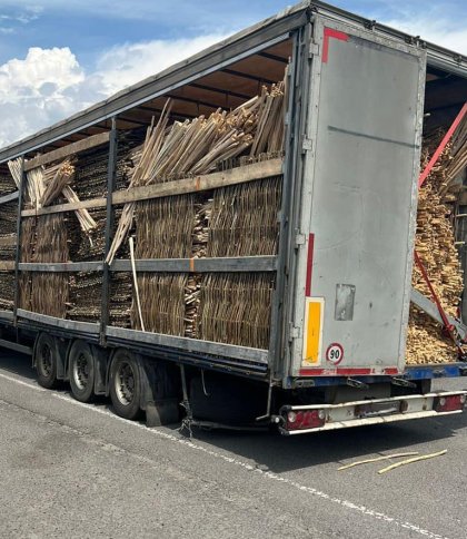На Львівщині викрили спробу незаконного вивезення деревини за кордон