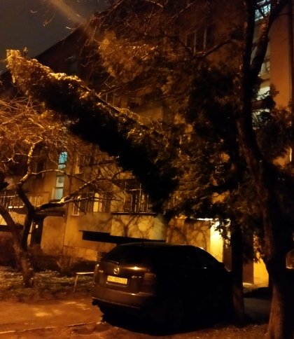 У Львові на Сихові біля одного з під’їздів сильно похилилось дерево (фото)