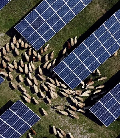 Як випас тварин допомагає сонячній енергетиці: лайфгак із Косово
