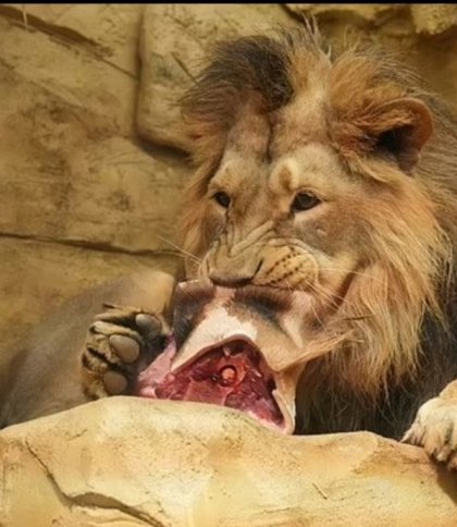 Зоозахисники в шоці: у Чехії працівники зоопарку нагодували лева мертвим жирафом