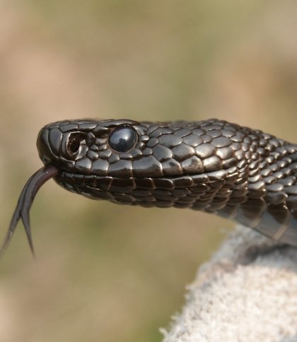 Через укус змії житель Дублян з анафілактичним шоком потрапив до реанімації
