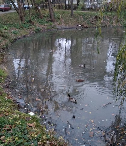 Смердить, а вода змінила колір: львів’яни скаржаться на забруднене озеро у Новому Львові