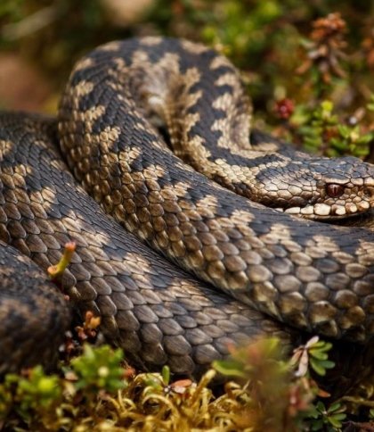 На Стрийщині змія вкусила 58-річного чоловіка