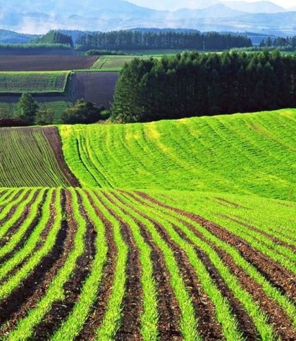 Ринок землі: як продають землю на Львівщині