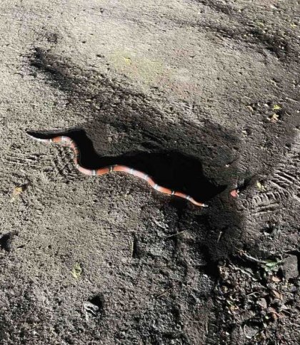 У Львові рідкісна змія втекла із Екоцентру: людей просять бути обережними