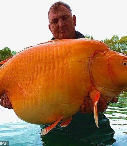 Британський рибалка спіймав одну з найбільших у світі золотих рибок: як виглядає унікальний улов
