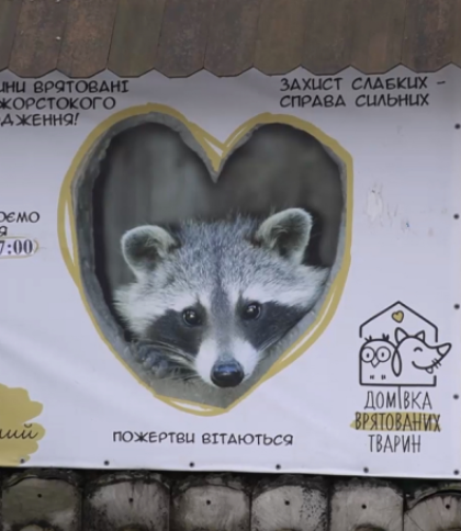 «Домівка врятованих тварин» у Львові просить допомоги, щоб прогодувати тварин: як долучитися