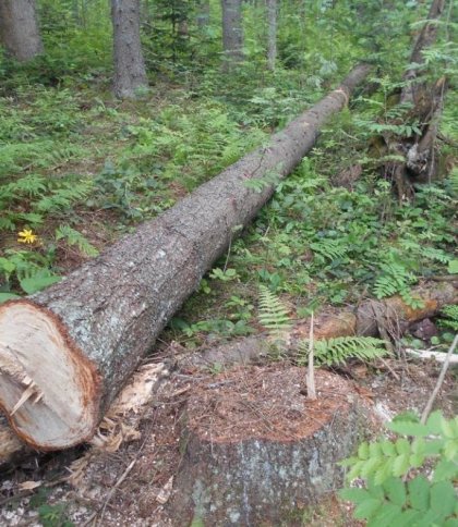 Вирубали лісу на 900 тис. грн: підозрюють двох місцевих мешканців на Львівщині