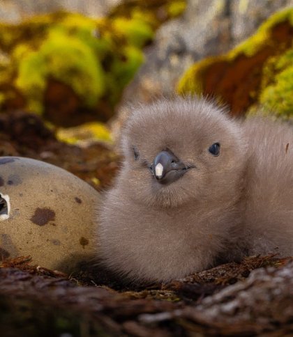 Українські полярники показали фото новонароджених пташенят поморників