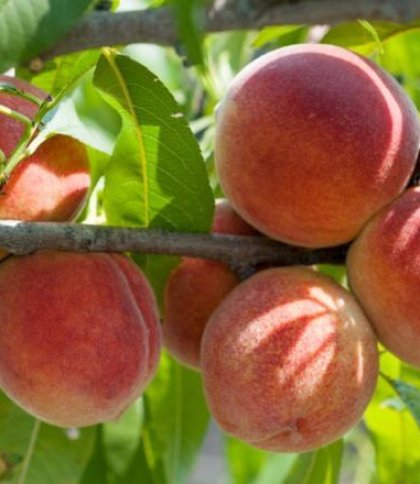 На Львівщині чоловік вирощує понад 100 сортів персика: які саме та що радить спеціаліст