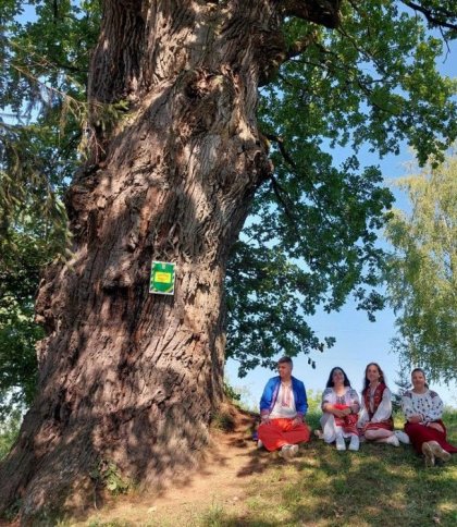 Тисячолітній дуб з Львівщини претендує на титул Європейського дерева року