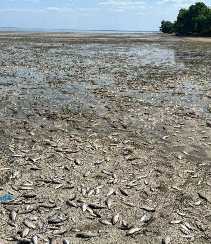 Загинуло 28 тисяч карасів: через обміління Каховського водосховища стався масовий мор риби