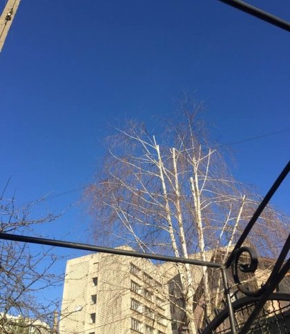 У Львові просять обрізати дерево, в якому заплутались дроти радіо