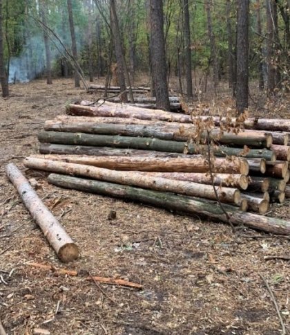 На Старосамбірщині крадуть ліс, а львівські десантники отримали нагороду: головні новини області за добу