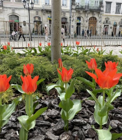 У Львові зацвіли перші тюльпани (фото)